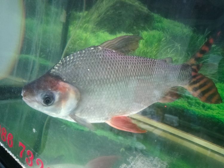 ปลาเฟยหง์ 14 นิ้ว รูปที่ 2