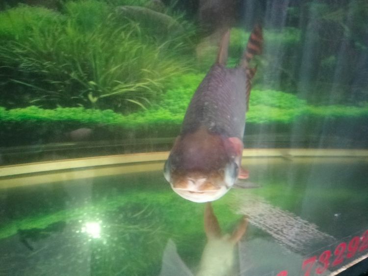 ปลาเฟยหง์ 14 นิ้ว รูปที่ 5