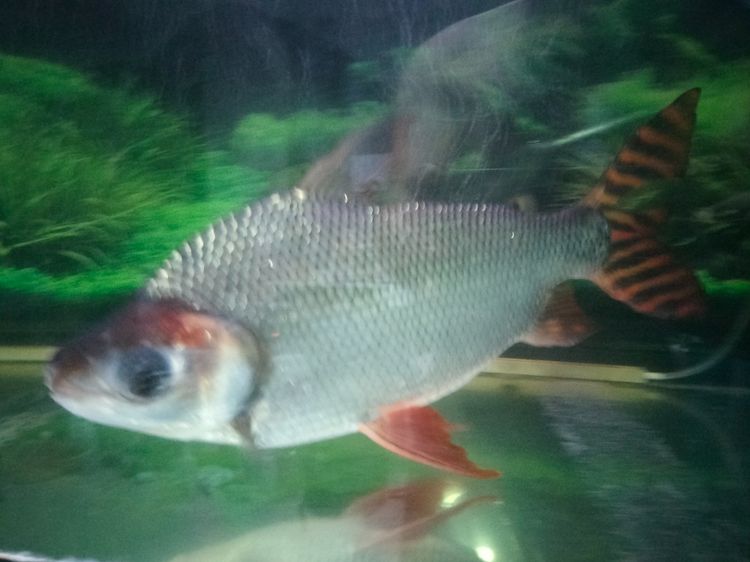 ปลาเฟยหง์ 14 นิ้ว รูปที่ 4