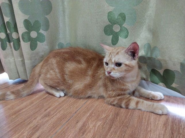 แม่พันธุ์ อเมริกันชอร์ตแฮร์ รูปที่ 4