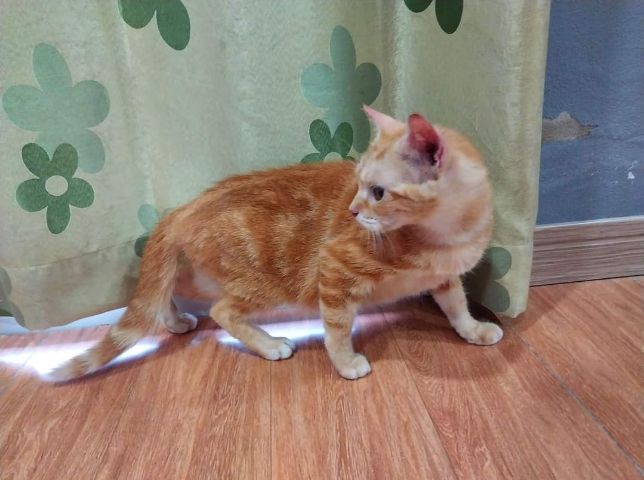 แม่พันธุ์ อเมริกันชอร์ตแฮร์ รูปที่ 2