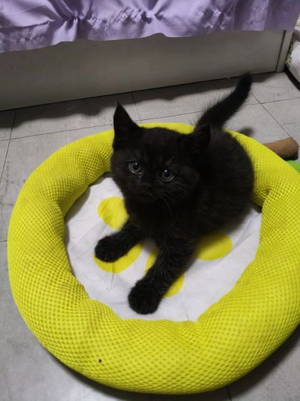 สก็อตติชชาย รูปที่ 6