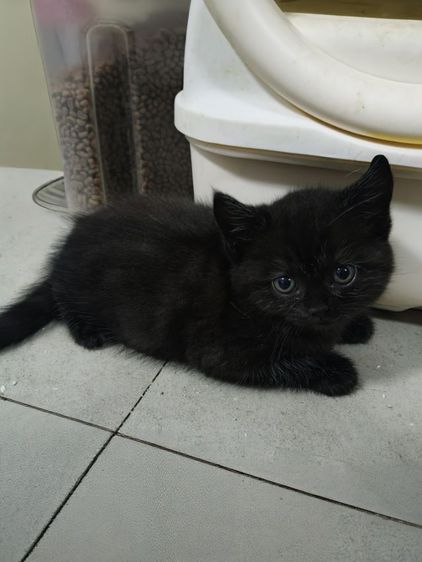 สก็อตติชชาย รูปที่ 4