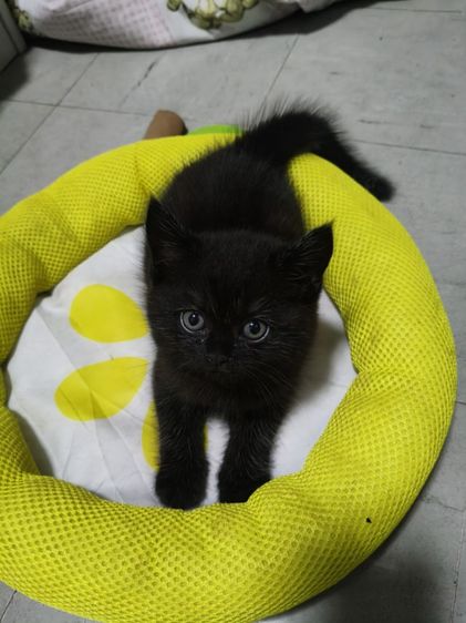 สก็อตติชชาย รูปที่ 3