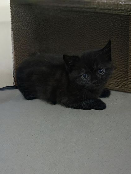 สก็อตติช โฟลด์ (Scottish Fold) สก็อตติชชาย