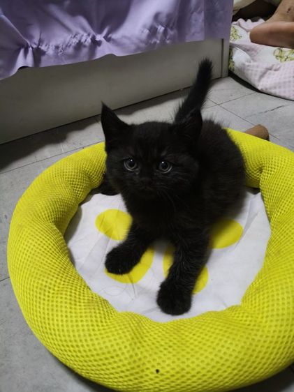 สก็อตติชชาย รูปที่ 2