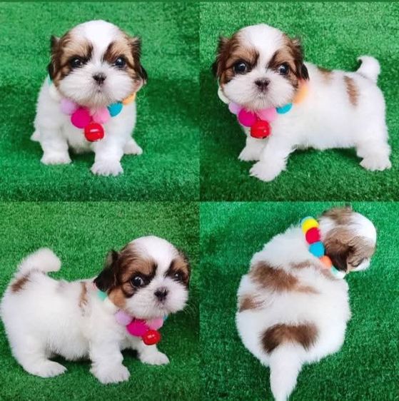 ชิสุห์ รูปที่ 2
