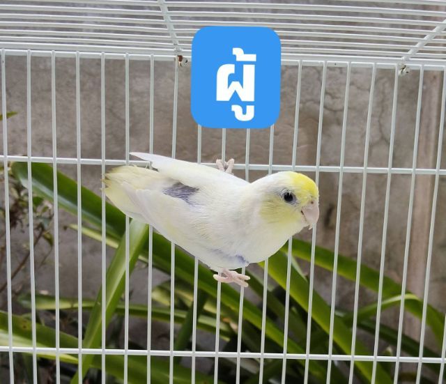 นกแก้วฟอพัส รูปที่ 5