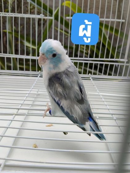 นกแก้วฟอพัส