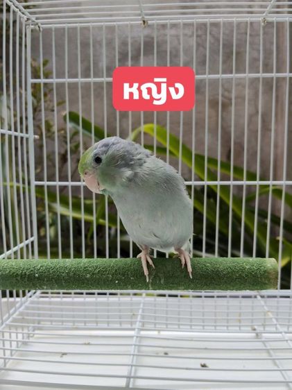 นกแก้วฟอพัส รูปที่ 2