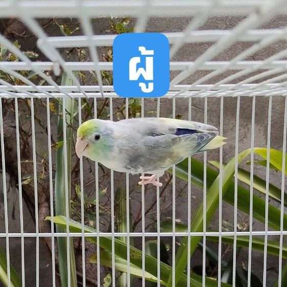 นกแก้วฟอพัส รูปที่ 4