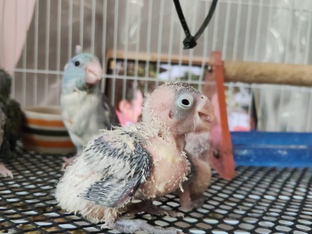 นกแก้วฟอพัส รูปที่ 7