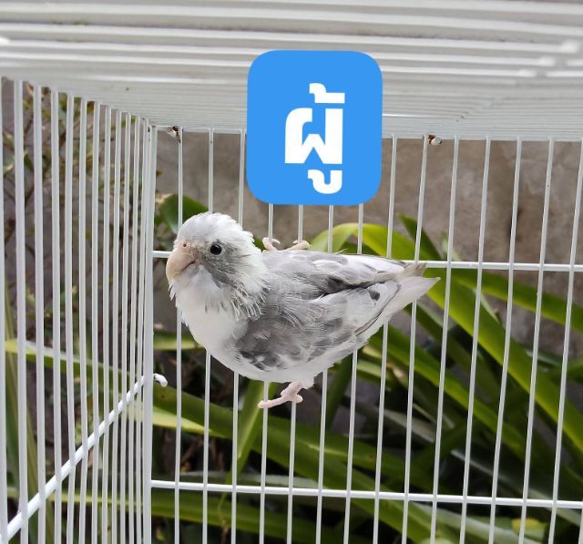 นกแก้วฟอพัส รูปที่ 3