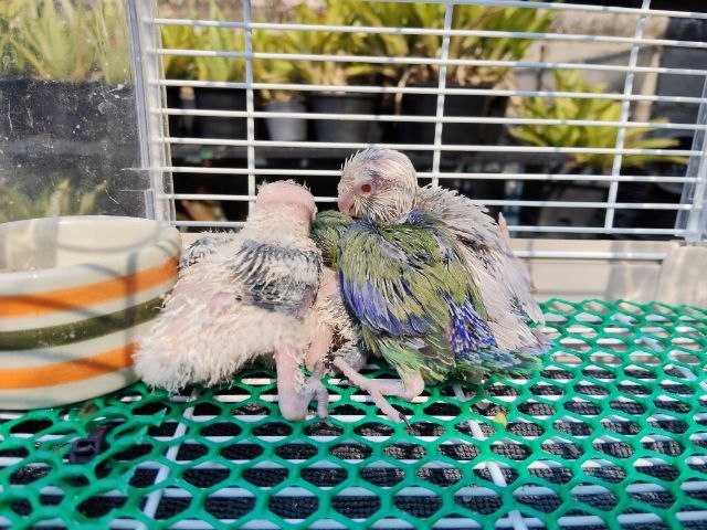 นกแก้วฟอพัส รูปที่ 9