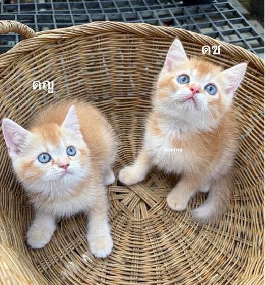 บริติช รูปที่ 4