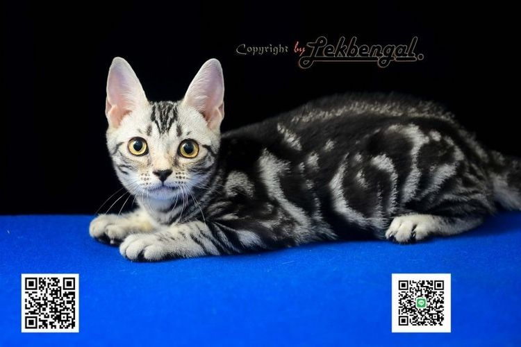 ลูกแมวสุดสวยตัวสุดท้าย อเมริกันชอตแฮร์พันธุ์แท้ สีซิลเวอร์  รูปที่ 5
