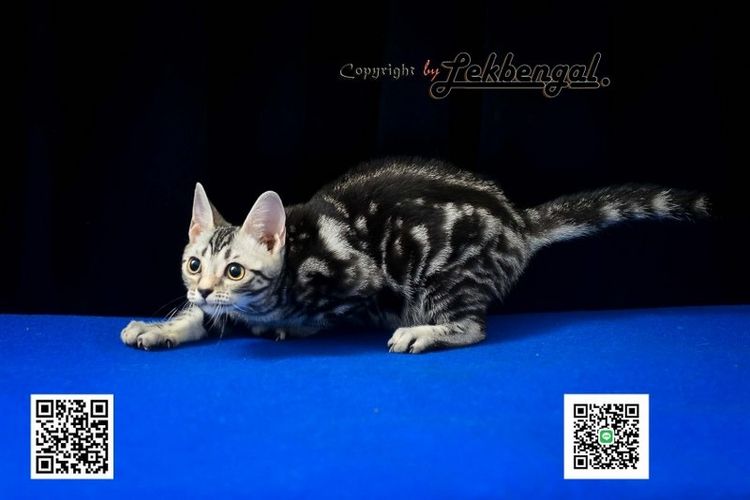 ลูกแมวสุดสวยตัวสุดท้าย อเมริกันชอตแฮร์พันธุ์แท้ สีซิลเวอร์  รูปที่ 3