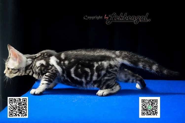 ลูกแมวสุดสวยตัวสุดท้าย อเมริกันชอตแฮร์พันธุ์แท้ สีซิลเวอร์  รูปที่ 6