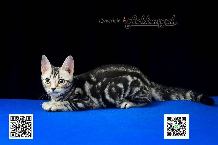 อเมริกัน ชอร์ตแฮร์ (American Shorthair) ลูกแมวสุดสวยตัวสุดท้าย อเมริกันชอตแฮร์พันธุ์แท้ สีซิลเวอร์ 
