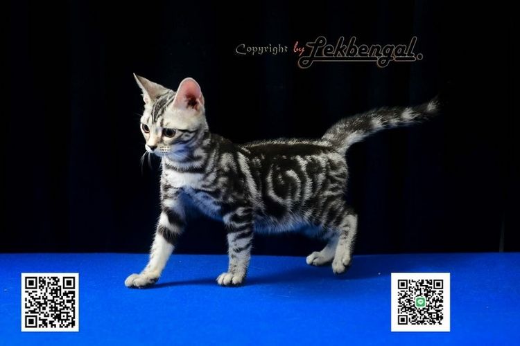 ลูกแมวสุดสวยตัวสุดท้าย อเมริกันชอตแฮร์พันธุ์แท้ สีซิลเวอร์  รูปที่ 13