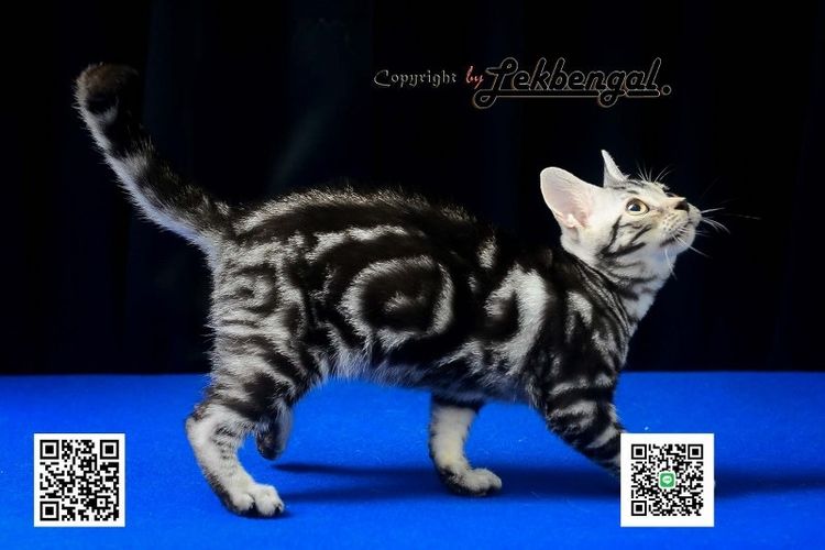 ลูกแมวสุดสวยตัวสุดท้าย อเมริกันชอตแฮร์พันธุ์แท้ สีซิลเวอร์  รูปที่ 11