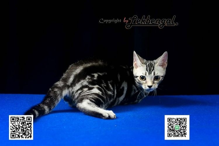 ลูกแมวสุดสวยตัวสุดท้าย อเมริกันชอตแฮร์พันธุ์แท้ สีซิลเวอร์  รูปที่ 9