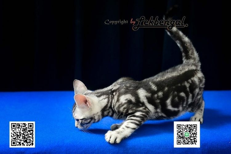 ลูกแมวสุดสวยตัวสุดท้าย อเมริกันชอตแฮร์พันธุ์แท้ สีซิลเวอร์  รูปที่ 7