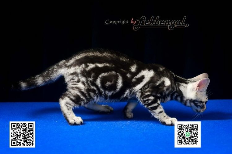 ลูกแมวสุดสวยตัวสุดท้าย อเมริกันชอตแฮร์พันธุ์แท้ สีซิลเวอร์  รูปที่ 2