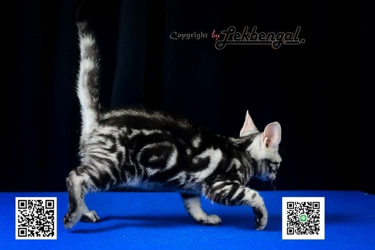 ลูกแมวสุดสวยตัวสุดท้าย อเมริกันชอตแฮร์พันธุ์แท้ สีซิลเวอร์  รูปที่ 12
