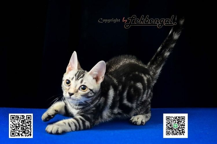 ลูกแมวสุดสวยตัวสุดท้าย อเมริกันชอตแฮร์พันธุ์แท้ สีซิลเวอร์  รูปที่ 4