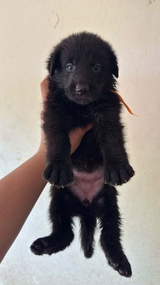 เปิดจองลูกสุนัขเยอรมันเชพเพิร์ดสีดำล้วน รูปที่ 3