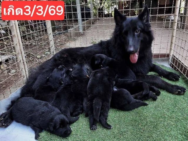 เปิดจองลูกสุนัขเยอรมันเชพเพิร์ดสีดำล้วน รูปที่ 4
