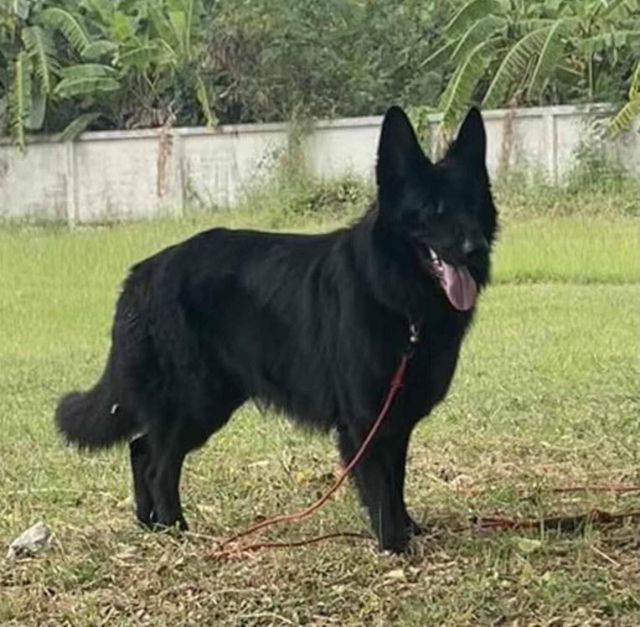 เปิดจองลูกสุนัขเยอรมันเชพเพิร์ดสีดำล้วน รูปที่ 5
