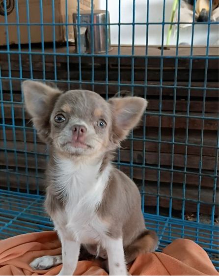 ชิวาว่าสีไลเเลคเมีย รูปที่ 7