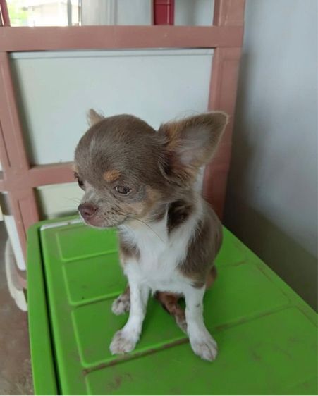 ชิวาวา (Chihuahua) กลาง ชิวาว่าสีไลเเลคเมีย