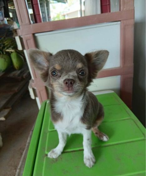 ชิวาว่าสีไลเเลคเมีย รูปที่ 2