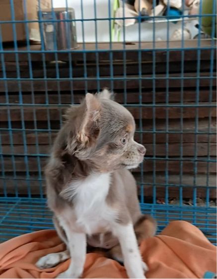 ชิวาว่าสีไลเเลคเมีย รูปที่ 4