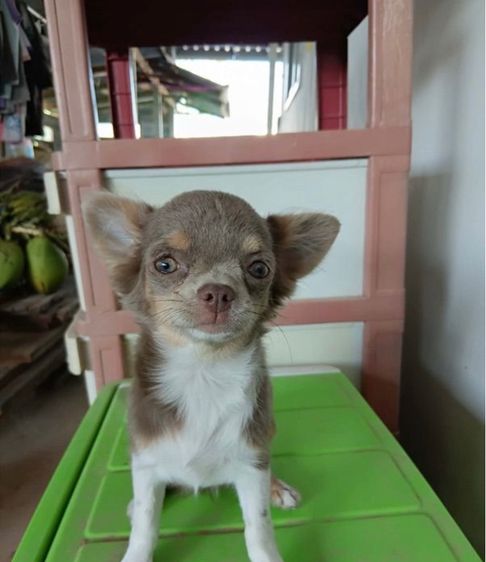 ชิวาว่าสีไลเเลคเมีย รูปที่ 5