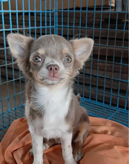 ชิวาว่าสีไลเเลคเมีย รูปที่ 3