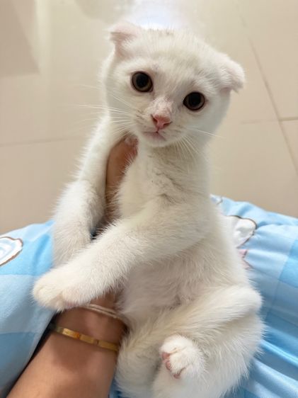 แมวสก๊อตติสผสมมัชกิ้น