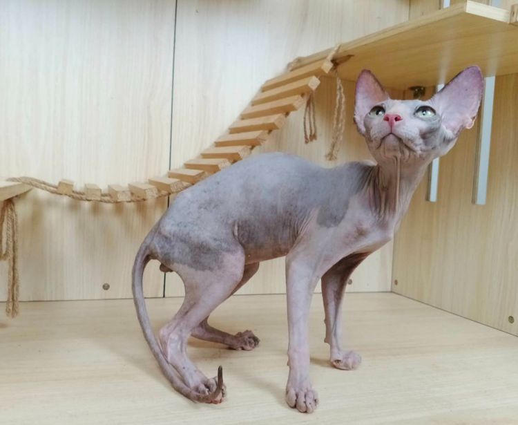 36.แมวสฟิงซ์ เพศผู้ Sphynx Cat Male รูปที่ 3