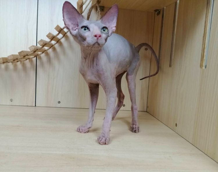 สฟิงซ์ (Sphynx) 36.แมวสฟิงซ์ เพศผู้ Sphynx Cat Male