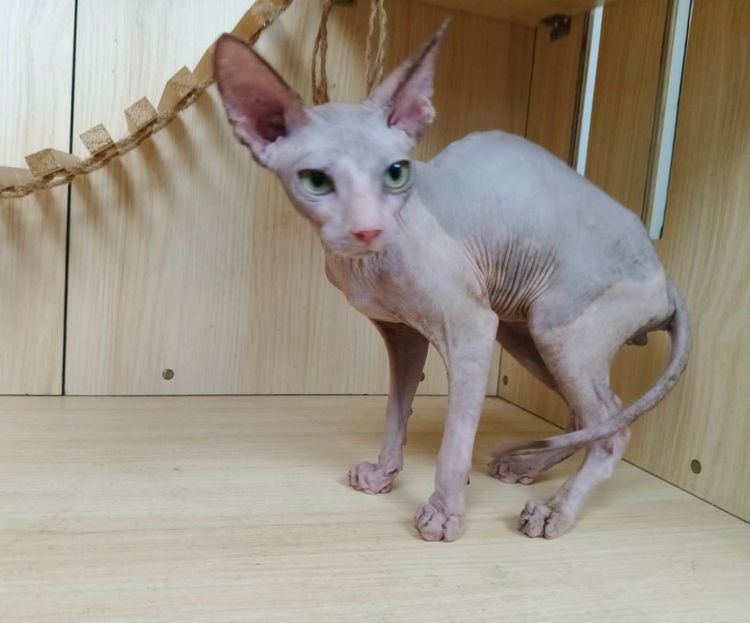 36.แมวสฟิงซ์ เพศผู้ Sphynx Cat Male รูปที่ 2