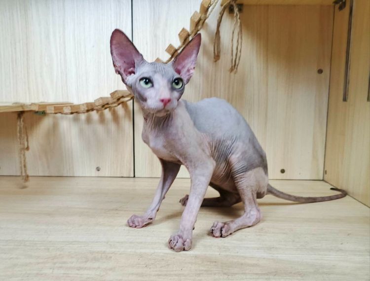 36.แมวสฟิงซ์ เพศผู้ Sphynx Cat Male รูปที่ 6