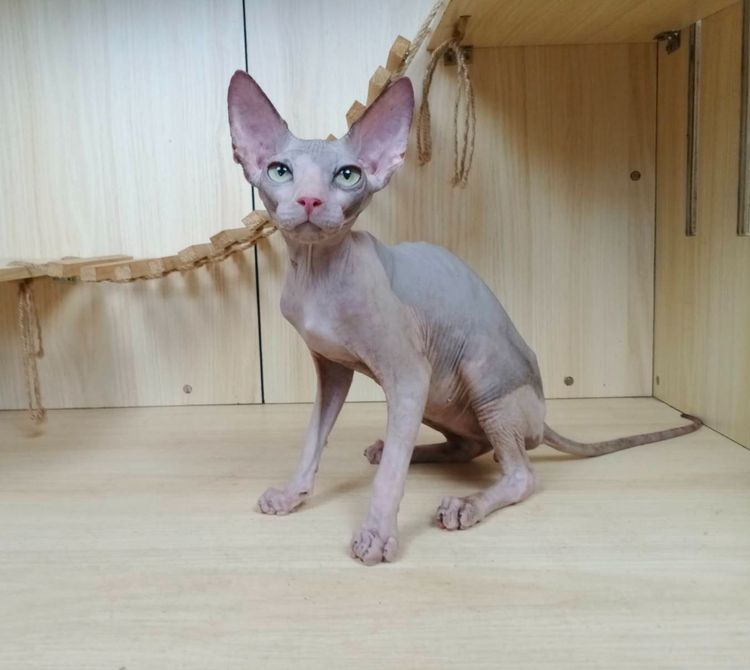 36.แมวสฟิงซ์ เพศผู้ Sphynx Cat Male รูปที่ 5