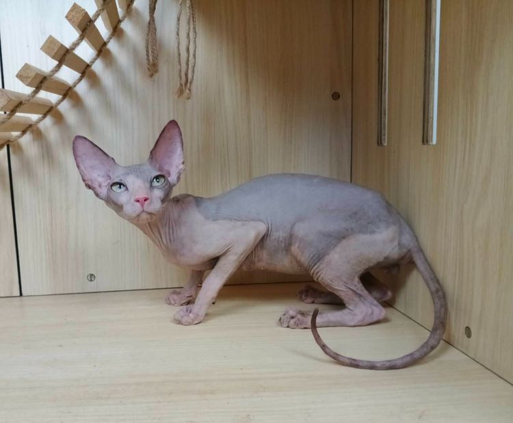 36.แมวสฟิงซ์ เพศผู้ Sphynx Cat Male รูปที่ 4