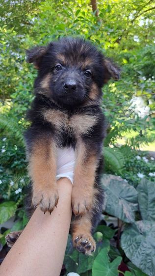 จัดโปรช่วงสงกรานต์ ขายลูกสุนัขเยอรมันเชพเพิร์ดแท้ รูปที่ 9