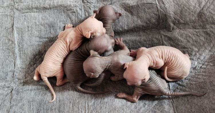 พ่อพันธ์สีบลูตาฟ้าผสมเก่งมากค่ะ รูปที่ 6