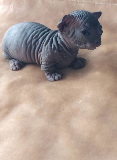 พ่อพันธ์สีบลูตาฟ้าผสมเก่งมากค่ะ รูปที่ 5