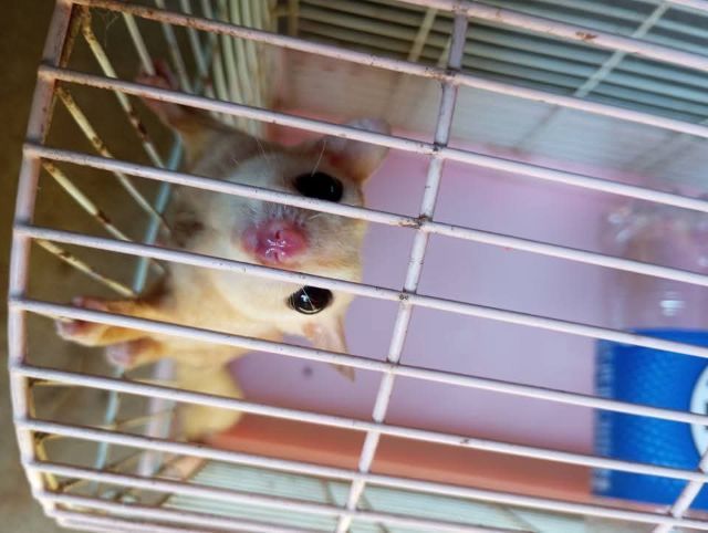 ขายชูก้าเหมาครับ หรือแยกก็ได้ รูปที่ 5